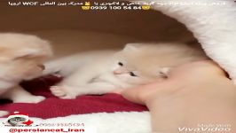 فروش بچه گربه تهران 09391005484
