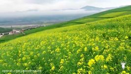 مزارع کلزا در سرزمین های شمالی