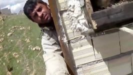 فیلمی زیبا تخمگذاری شاهین شکاری روی دیوار ساختمان ۱۰طبقه در مهاباد