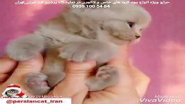 فروش دایمی بچه گربه نمایشگاه تهران 09391005484