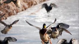 شکار برق آسای اردک وحشی توسط طرلان شمالی