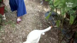 Overprotective Goose Cries Out For Brother With A Twisted Neck  Kritter Klub