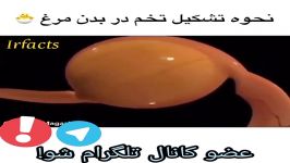 نحوه تشکیل تخم مرغ