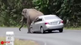 حمله وحشتناک حیوانات بزرگ به خودروها