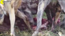 شکار گراز آفریقایی توسط سگهای وحشی آفریقایی مستند های تهران سی دی شاپ