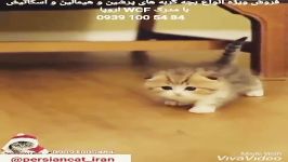 فروش بچه گربه تهران 09391005484