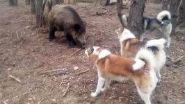 جنگ نبرد دیدنی بین سگ های وحشی گراز