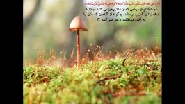 از ترس سلامتی هر غذایی نمیخورند اما ترس جهنم...