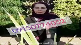 گانودرما وتجربه استفاده ان