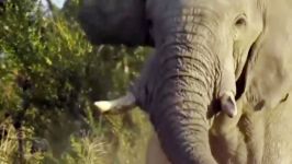 نبرد حیوانات مبارزه فیل پلنگ برای نجات بچه میمون
