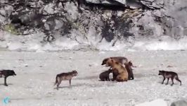 نبرد حیوانات نبرد خرس گرگ برای نجات بچه خرس ها