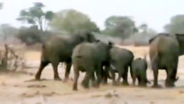 نبرد حیوانات تلاش برای نجات بچه فیل چنگال شیر گرسنه