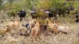 نبرد حیوانات حمله باورنکردنی گله شیرها به بوفالو
