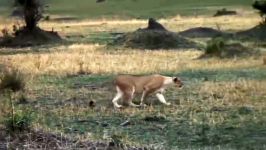 نبرد حیوانات حمله شیر در مقابل بوفالو گوزن یالدار
