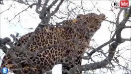 نبرد حیوانات نجات بزکوهی دست یوزپلنگ توسط گوریل