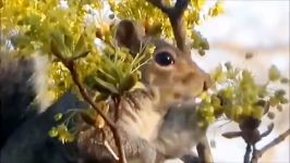 نبرد حیوانات حمله سنجاب به لانه دارکوب