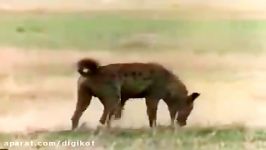 حمله شیرها به کفتار نگون بخت