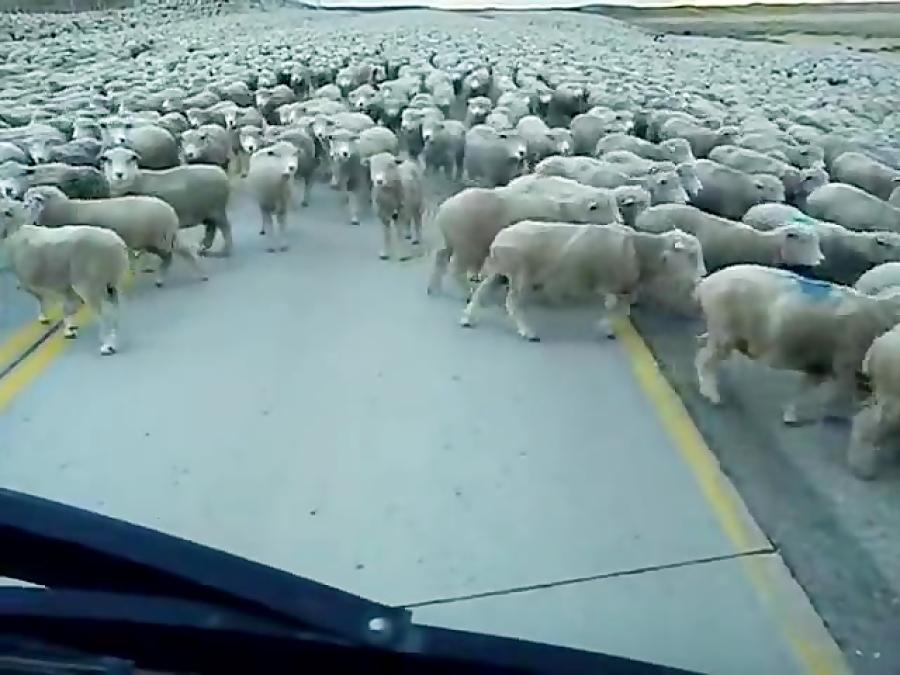 راه بندان یک گله گوسفند وسط جاده