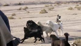 جنگ سگهای گله تاجیک مبارزه سگ های دو گله
