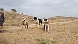 سگ های گله تاجیک در اطراف گله خود