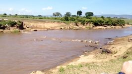 حمله کروکودیل ها به گله گورخرها در رودخانه مارا کنیا