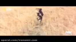#حیات وحش باز هم بریم به دنیای یوزپلنگ هاچیتا سریعترین چهارپایان