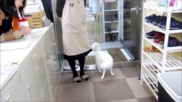 NEKO TIME crazy japanese cat loves his human  池袋のねころび Cat Cafe