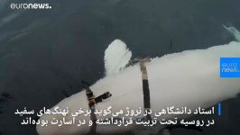 کارشناسان نروژی روسیه نهنگ‌های سفید در عملیات نظامی بهره می‌برد