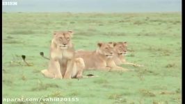 شکار بوفالو توسط گروهی شیرها