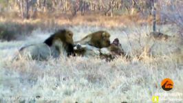 جنگ نبرد گروهی شیرها بوفالوها در حیات وحش زخمی شدن شیر