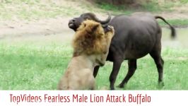 شکار گاومیش بزرگ توسط شیرها در حیات وحش