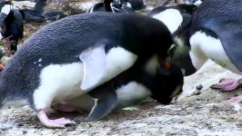 تلاش پنگوئن های بی بچه برای تصاحب بچه پنگوئن ها