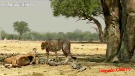 مسابقه چیتا شکار برای زنده ماندن در حیات وحش