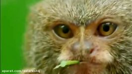 Clever Monkeys  باهوش ترین میمون ها  نشنال جئوگرافیک  هدیه عید الزهرا HD