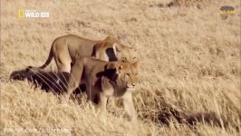 نشنال جئوکرافیک HD Savannah Life Wild Africa National Geographic Documentary