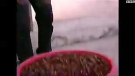 دامدار چینی بزرگترین پرورش دهنده سوسک در دنیا