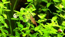 7 Tips for Growing Freshwater Plants in an Aquarium