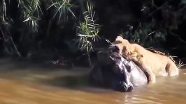 حمله نبرد شیرها حیوانات عظیم الجثه حیات وحش