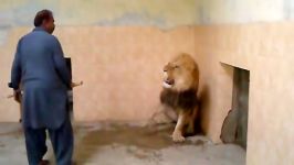 شیر در باغ وحش پارت 3 اذیت کردن شیر هاBWP ZOO 13 03 2012