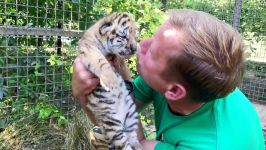 دوستی حیوانات 9 Tiger cubs love. Zita tigres cubs  Зитыны тигрята. .