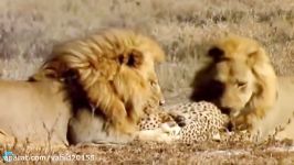 نبرد شیر یوزپلنگ در حیات وحش بر سر شکار بز کوهی