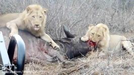 شکار بوفالو توسط شیرها در حیات وحش