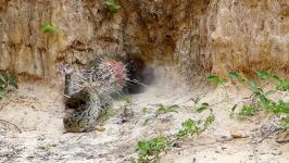 Two Boys Found Python Stalks Porcupine Nest  Porcupine Attack Snake