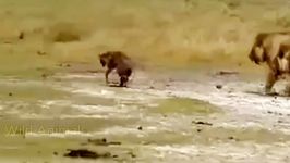 BEST Lion vs Hyena Real Fight هیونا شیر حمله مبارزه شکار