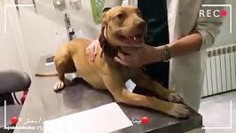بیماری برونشیت در سگ بیمارستان دامپزشکی شبانه روزی درین