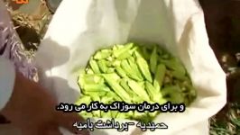 خواص بامیه؛ بهترین برای مبارزه بیماری های مقاربتی