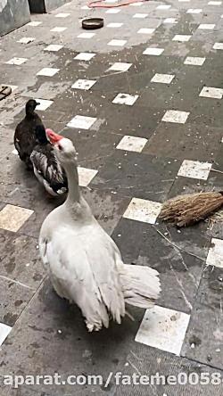 غاز اردک نر هر دو به اردک ماده علاقه دارند به ندرت دعوا می کنند