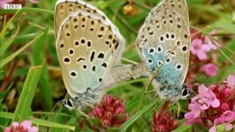 The Large Blue Butterfly Adopted By Ants  BBC Earth