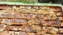 برداشت عسل کوهی عسل طبیعی transvasement ruchette à ruche