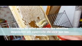 عسل طبیعیApiculture récolte du miel désoperculation extraction et filtration